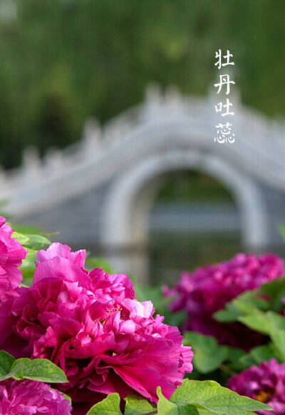 【中国节气：谷雨】青萍始生，浮鱼戏水。驟雨成瀑，落英犹香，夏燕築巢。牡丹吐蕊，樱桃红熟。一壶新茗，早睡早起。《通纬·孝经援神契》：清明后十五日，斗指辰，为谷雨，三月中，言雨生百谷清净明洁也。