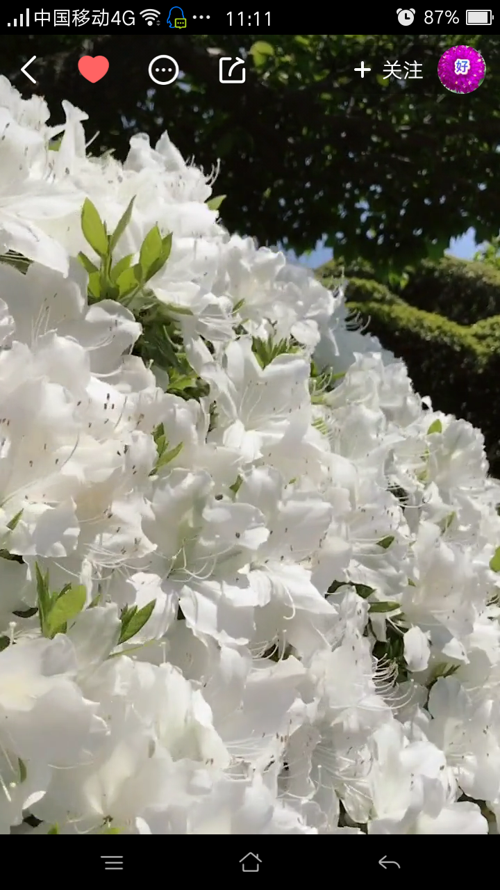 鸟语花香花儿朵朵开 花开