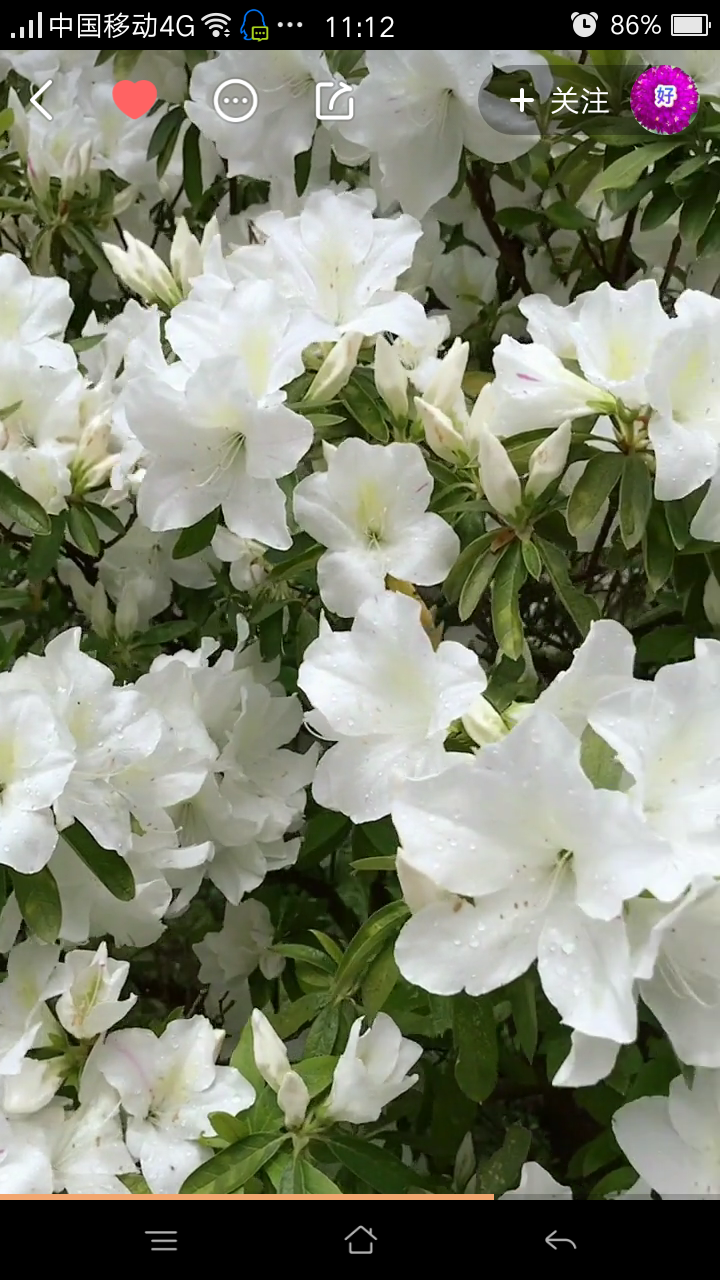 鸟语花香花儿朵朵开 花开