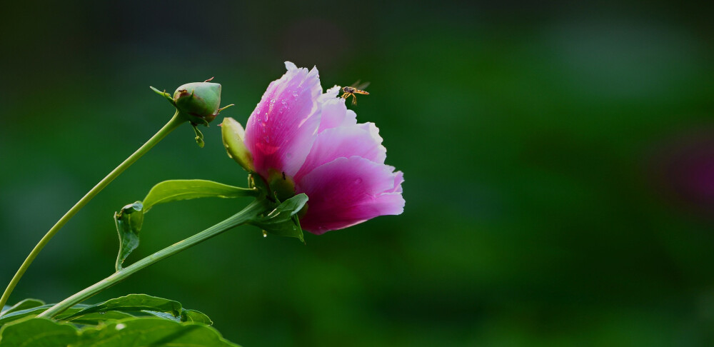 芍药