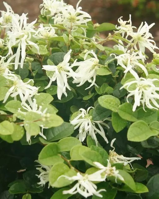 檵木（Loropetalum chinense）
檵木是金缕梅科檵木属下的一种，分布于我国中部、南部及西南各省；亦见于日本及印度。喜生于向阳的丘陵及山地，亦常出现在马尾松林及杉林下。
檵木属于落叶灌木，有时为小乔木，多分枝，小枝有星毛。叶革质，卵形，长2-5厘米，无光泽，下面被星毛，稍带灰白色，花3-8朵簇生，有短花梗，白色，比新叶先开放，或与嫩叶同时开放，花瓣4片，带状，长1-2厘米，蒴果卵圆形，长7-8毫米，宽6-7毫米，先端圆，被褐色星状绒毛，萼筒长为蒴果的2/3。种子圆卵形，长4-5毫米，黑色，发亮。
花期3-4月。
