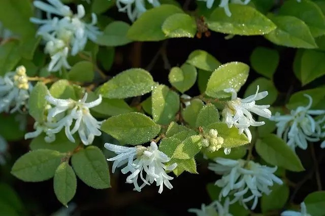 檵木（Loropetalum chinense）
檵木是金缕梅科檵木属下的一种，分布于我国中部、南部及西南各省；亦见于日本及印度。喜生于向阳的丘陵及山地，亦常出现在马尾松林及杉林下。
檵木属于落叶灌木，有时为小乔木，多分枝，小枝有星毛。叶革质，卵形，长2-5厘米，无光泽，下面被星毛，稍带灰白色，花3-8朵簇生，有短花梗，白色，比新叶先开放，或与嫩叶同时开放，花瓣4片，带状，长1-2厘米，蒴果卵圆形，长7-8毫米，宽6-7毫米，先端圆，被褐色星状绒毛，萼筒长为蒴果的2/3。种子圆卵形，长4-5毫米，黑色，发亮。
花期3-4月。
