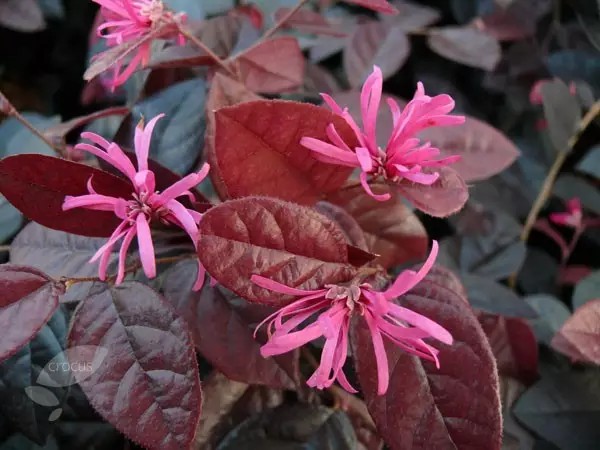 檵木（Loropetalum chinense）
檵木是金缕梅科檵木属下的一种，分布于我国中部、南部及西南各省；亦见于日本及印度。喜生于向阳的丘陵及山地，亦常出现在马尾松林及杉林下。
檵木属于落叶灌木，有时为小乔木，多分枝，小枝有星毛。叶革质，卵形，长2-5厘米，无光泽，下面被星毛，稍带灰白色，花3-8朵簇生，有短花梗，白色，比新叶先开放，或与嫩叶同时开放，花瓣4片，带状，长1-2厘米，蒴果卵圆形，长7-8毫米，宽6-7毫米，先端圆，被褐色星状绒毛，萼筒长为蒴果的2/3。种子圆卵形，长4-5毫米，黑色，发亮。
花期3-4月。
