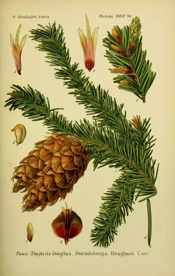 北美黄杉（Pseudotsuga menziesii (Mirbel) Franco）
       北美黄杉俗称”花旗松“或”道格拉斯杉“，原产地在美国太平洋沿岸，已被我国引入，是目前在园林景观中最常见的一类，拥有大量的变种和培育品种，原生种树干通直高大，树冠呈尖塔形，生命感十足，具有良好的观赏价值，常常被用作独景树。
       北美黄杉的外形主要特点是叶片较钝，无凹缺果实比黄杉更长更椭。
