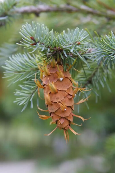 北美黄杉（Pseudotsuga menziesii (Mirbel) Franco）
       北美黄杉俗称”花旗松“或”道格拉斯杉“，原产地在美国太平洋沿岸，已被我国引入，是目前在园林景观中最常见的一类，拥有大量的变种和培育品种，原生种…