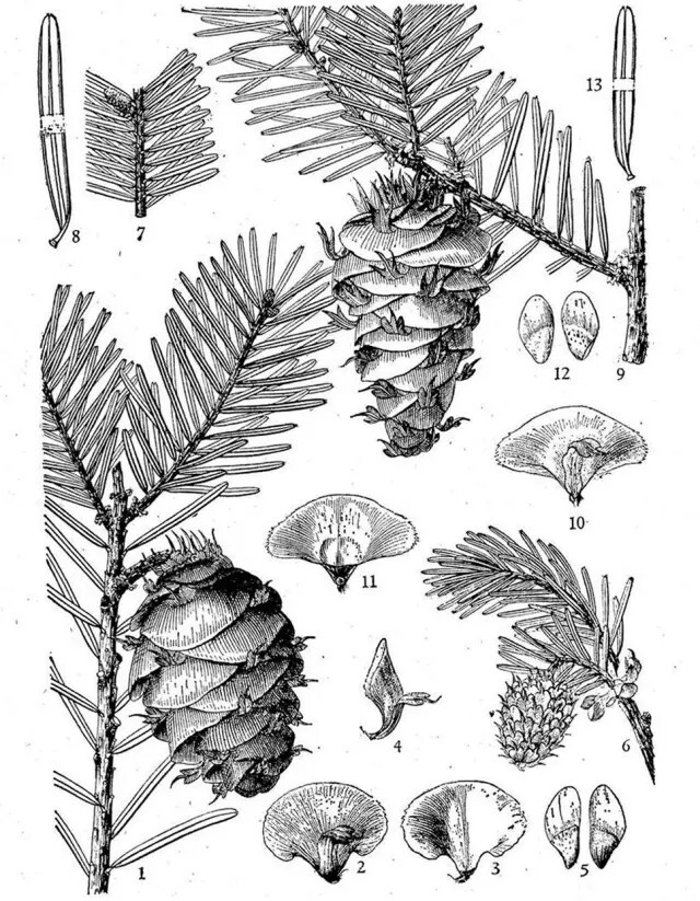 黄杉（Pseudotsuga sinensis Dode）
       中国特有种，主要分布在湖北、四川、贵州等地，海拔在800--1200m左右，目前可形成针叶林或针叶树、阔叶树混生林，该种目前在园林景观中不太常见，其适应的气候条件比较特殊，在原产区可用作园林树木（如攀枝花市），不易换气候区移植，所以了解一下即可。
       黄杉和北美黄杉最大的区别在于叶片尖端有凹缺（见下图编号8）。
