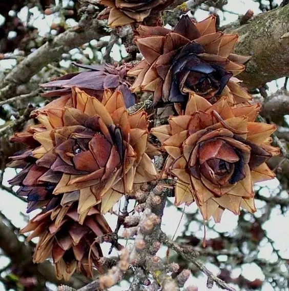  金钱松（Pseudolarix kaempferi Gord.）
          金钱松属（Pseudolarix kaempferi Gord.或Pseudolarix amabilis(nels.)Rehd）是松科（Pinaceae）下的一个属，全属总共一种，并且全世界仅此一种，中国特有种，属于落叶乔木，原生种成株可高达40m,胸径1m，树冠呈阔圆锥形，树皮赤褐色，呈下场鳞片剥落状。
       金钱松的主要特点在叶片，叶呈伞状生长，叶片柔软且自然弯曲，果实呈花瓣状张开
   金钱松在我国广泛分布在南方各省，如安徽、江苏、浙江、江西、湖南、四川等。适合在南方的园林景观中培育，能耐-20°C的低温，弱势是不耐干旱也不耐积水，对土壤湿度的要求比较高，除原生种外，目前有垂枝金钱松、矮生金钱松以及丛生金钱松等培育品种，已被国外广泛引种。
