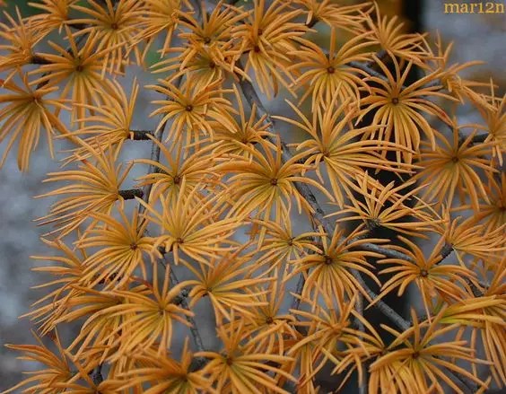  金钱松（Pseudolarix kaempferi Gord.）
          金钱松属（Pseudolarix kaempferi Gord.或Pseudolarix amabilis(nels.)Rehd）是松科（Pinaceae）下的一个属，全属总共一种，并且全世界仅此一种，中国特有种，属于落叶乔木，原生种成株可高达40m,胸径1m，树冠呈阔圆锥形，树皮赤褐色，呈下场鳞片剥落状。
       金钱松的主要特点在叶片，叶呈伞状生长，叶片柔软且自然弯曲，果实呈花瓣状张开
   金钱松在我国广泛分布在南方各省，如安徽、江苏、浙江、江西、湖南、四川等。适合在南方的园林景观中培育，能耐-20°C的低温，弱势是不耐干旱也不耐积水，对土壤湿度的要求比较高，除原生种外，目前有垂枝金钱松、矮生金钱松以及丛生金钱松等培育品种，已被国外广泛引种。
