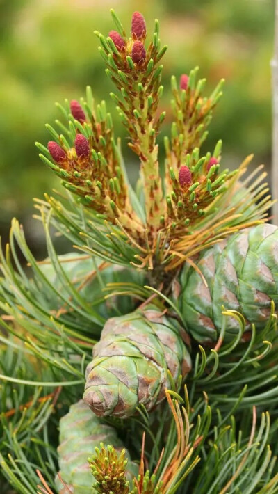  日本五针松（Pinus parviflora Sieb et Zucc.）   
       日本五针松（Pinus parviflora Sieb. et Zucc.）是松科（Pinaceae）松属（Pinus L.）下的一个种，属于松属的“单维管束亚属”，日本特有种，中国有引进的…