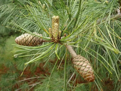 华山松（Pinus armandii (Pall.) Regel）   
       华山松是松科（Pinaceae）松属（Pinus L.）下的一个种，属于松属的“单维管束亚属”，高海拔树种，广泛分布在中国山西、陕西、甘肃、青海、河南、四川、云贵、台…