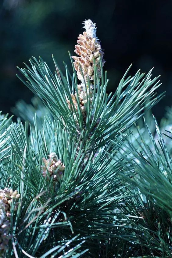 黑松（Pinus thunbergii Parl.）   
黑松（又名白芽松、日本黑松）是松科（Pinaceae）松属（Pinus L.）下的一个种，属于松属的“双维管束亚属”，中国无原生种，产自日本和朝鲜，中国山东、辽东半岛、江苏、浙江、安徽等地有引进的培育种。
黑松属于乔木，成株30-35m，胸径可达2m，树冠幼时呈狭圆锥形，老年呈扁平伞状，枝条开展，老枝略有下垂。叶片2针1束，粗又硬，果实呈卵形。
