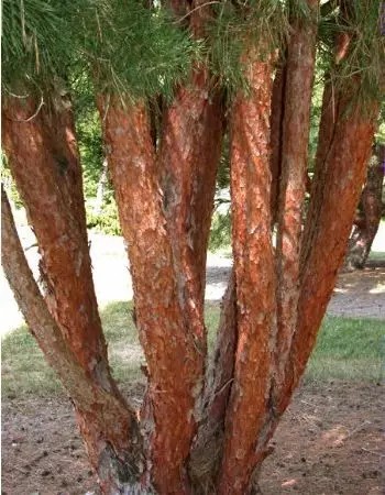 赤松（Pinus densiflora Sieb. et Zucc.）   
赤松（又名日本赤松）是松科（Pinaceae）松属（Pinus L.）下的一个种，属于松属的“双维管束亚属”，在中国主要分布在东三省，江苏北部也有分布，北方常见树种，在日本、朝鲜以及俄罗斯也有分布。
赤松属于乔木，成株可高达35m，胸径1.5m，主管呈圆锥形或扁平伞形，树皮橙红色（明显特点），有不规则片状剥落。叶片2针1束，果实椭球形。
