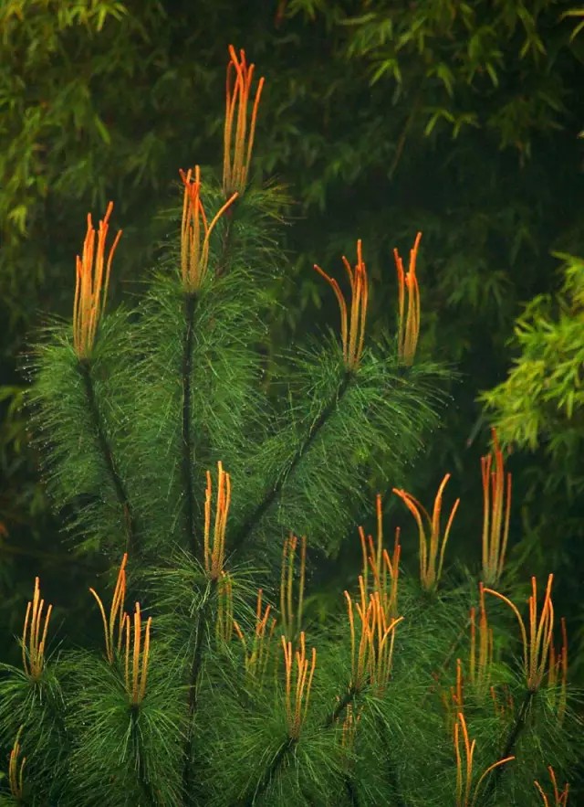 马尾松（Pinus massoniana Lamb.）   
马尾松是松科（Pinaceae）松属（Pinus L.）下的一个种，属于松属的“双维管束亚属”，在中国分布非常广泛，北及河南、山东，南至两广、台湾，西到四川、云贵，遍布在华夏大地上。
马尾松属于乔木，成株可高达45m，胸径1m，树冠在壮年期呈狭圆锥形，老年期则张开如伞状，树皮红褐色，有不规则裂痕，叶片2针1束，罕3针1束，长度在12cm-20cm之间（显著特点，叶片长），质地柔软，边缘有锯齿，果实呈长卵形，成熟时栗褐色。
注：马尾松和湿地松性状相近，易被混淆。主要区别在树干颜色，湿地松树干颜色为灰褐色，有大鳞片状剥落。
