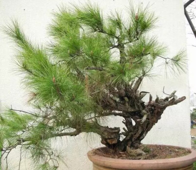 马尾松（Pinus massoniana Lamb.）   
马尾松是松科（Pinaceae）松属（Pinus L.）下的一个种，属于松属的“双维管束亚属”，在中国分布非常广泛，北及河南、山东，南至两广、台湾，西到四川、云贵，遍布在华夏大地…