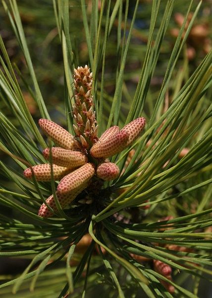 火炬松（Pinus Taeda L.）   
火炬松是松科（Pinaceae）松属（Pinus L.）下的一个种，属于松属的“双维管束亚属”，产自美国东南部，中国无原生种，在南京、庐山、马鞍山、武汉、长沙等地有引进的培育种，生长良好。
火炬松属于乔木，成株高达30m，树冠呈紧密的圆头状，有松脂、叶片3针1束，也有2针1束，很少见，叶片细而硬，亮绿色，果实呈长圆形，成熟时浅红褐色。
该树种与湿地松性状相似，易被混淆，湿地松主要区别在于叶片3针与2针1束的情况并存，火炬松2针很难见到。
