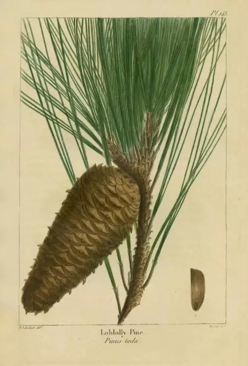 火炬松（Pinus Taeda L.）   
火炬松是松科（Pinaceae）松属（Pinus L.）下的一个种，属于松属的“双维管束亚属”，产自美国东南部，中国无原生种，在南京、庐山、马鞍山、武汉、长沙等地有引进的培育种，生长良好。
火炬松属于乔木，成株高达30m，树冠呈紧密的圆头状，有松脂、叶片3针1束，也有2针1束，很少见，叶片细而硬，亮绿色，果实呈长圆形，成熟时浅红褐色。
该树种与湿地松性状相似，易被混淆，湿地松主要区别在于叶片3针与2针1束的情况并存，火炬松2针很难见到。
