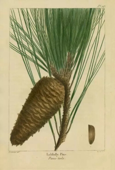 火炬松（Pinus Taeda L.）   
火炬松是松科（Pinaceae）松属（Pinus L.）下的一个种，属于松属的“双维管束亚属”，产自美国东南部，中国无原生种，在南京、庐山、马鞍山、武汉、长沙等地有引进的培育种，生长良好…