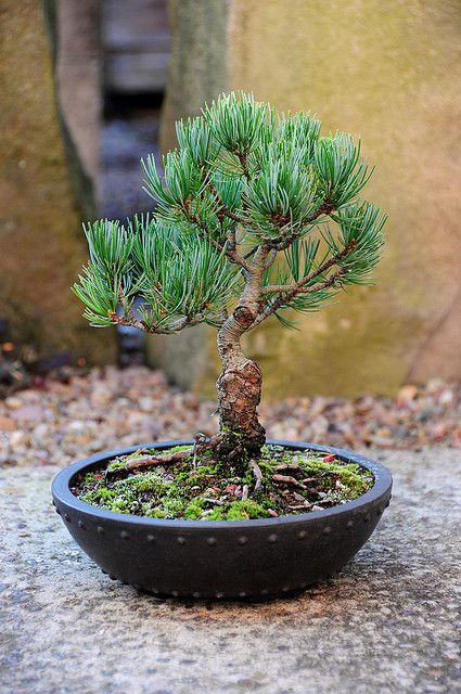 西黄松（Pinus ponderosa Dougl. ex Laws.）   
西黄松（又名美国黄松）是松科（Pinaceae）松属（Pinus L.）下的一个种，属于松属的“双维管束亚属”，产自美国西部，中国无原生种，在辽宁熊岳、旅大、南京、鸡公山、北京等地有引进的培育种。
西黄松属于乔木，成株50-75m，树冠较窄，呈尖塔形，枝端常下垂，叶片3针1束，存在4-5针1束，很少见，果实呈卵状长圆形，浅红褐色或黄褐色。
