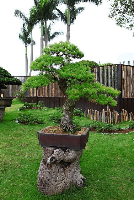 西黄松（Pinus ponderosa Dougl. ex Laws.）   
西黄松（又名美国黄松）是松科（Pinaceae）松属（Pinus L.）下的一个种，属于松属的“双维管束亚属”，产自美国西部，中国无原生种，在辽宁熊岳、旅大、南京、鸡公山、北京等地有引进的培育种。
西黄松属于乔木，成株50-75m，树冠较窄，呈尖塔形，枝端常下垂，叶片3针1束，存在4-5针1束，很少见，果实呈卵状长圆形，浅红褐色或黄褐色。
