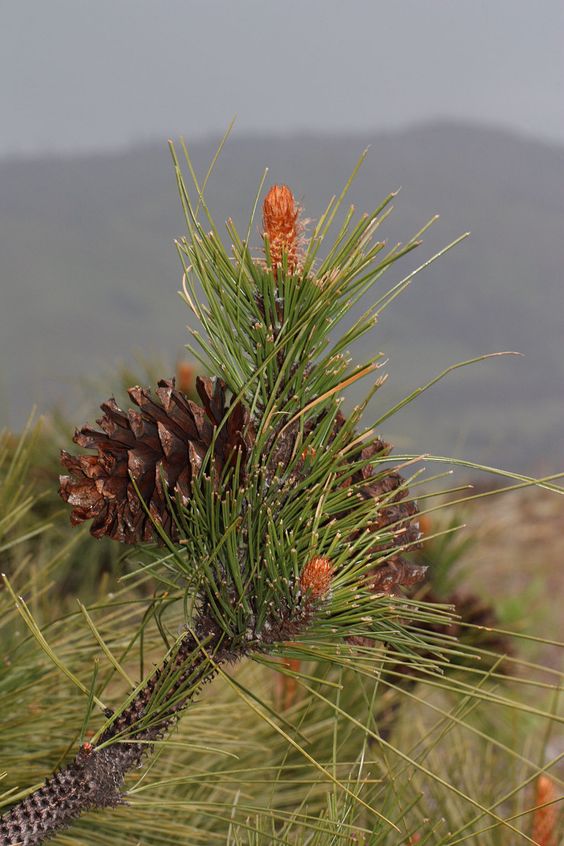 西黄松（Pinus ponderosa Dougl. ex Laws.）   
西黄松（又名美国黄松）是松科（Pinaceae）松属（Pinus L.）下的一个种，属于松属的“双维管束亚属”，产自美国西部，中国无原生种，在辽宁熊岳、旅大、南京、鸡公山、北京等地有引进的培育种。
西黄松属于乔木，成株50-75m，树冠较窄，呈尖塔形，枝端常下垂，叶片3针1束，存在4-5针1束，很少见，果实呈卵状长圆形，浅红褐色或黄褐色。
