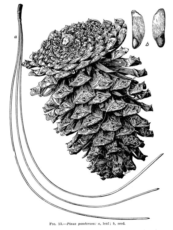 西黄松（Pinus ponderosa Dougl. ex Laws.）   
西黄松（又名美国黄松）是松科（Pinaceae）松属（Pinus L.）下的一个种，属于松属的“双维管束亚属”，产自美国西部，中国无原生种，在辽宁熊岳、旅大、南京、鸡公山、北京等地有引进的培育种。
西黄松属于乔木，成株50-75m，树冠较窄，呈尖塔形，枝端常下垂，叶片3针1束，存在4-5针1束，很少见，果实呈卵状长圆形，浅红褐色或黄褐色。
