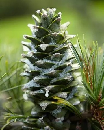  红松（Pinus koraiensis Sieb et Zucc.）   
       红松（Pinus korainesis Sieb. et Zucc.）是松科（Pinaceae）松属（Pinus L.）下的一个种，属于松属的“单维管束亚属”（不重要，了解即可），北方常见树，主要分布在东三省，在长白山、完达山、小兴安岭甚多，朝鲜、俄罗斯、日本也有分布。
       红松属于常绿乔木，原生种可高达50m，胸径1-1.5m，树冠呈卵状圆锥形，树皮灰褐色，有不规则长方形裂痕，树脂很少，但并非没有，叶片“5针1束”，果实接近圆柱形，成熟时黄褐色（明显特点）。
