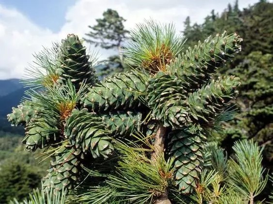  红松（Pinus koraiensis Sieb et Zucc.）   
       红松（Pinus korainesis Sieb. et Zucc.）是松科（Pinaceae）松属（Pinus L.）下的一个种，属于松属的“单维管束亚属”（不重要，了解即可），北方常见树，主要分布在东三省，在长白山、完达山、小兴安岭甚多，朝鲜、俄罗斯、日本也有分布。
       红松属于常绿乔木，原生种可高达50m，胸径1-1.5m，树冠呈卵状圆锥形，树皮灰褐色，有不规则长方形裂痕，树脂很少，但并非没有，叶片“5针1束”，果实接近圆柱形，成熟时黄褐色（明显特点）。
