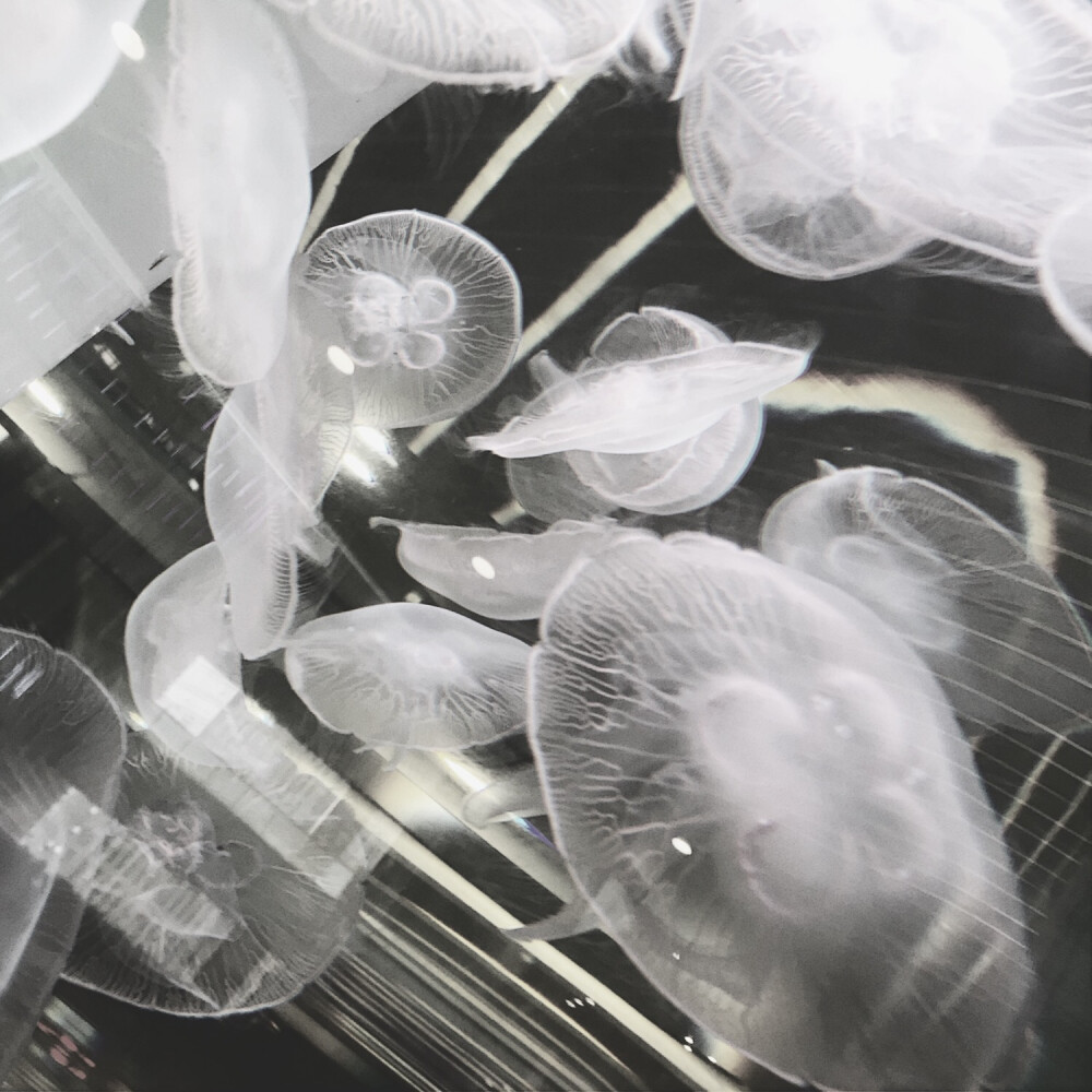 海蘑菇了解一下