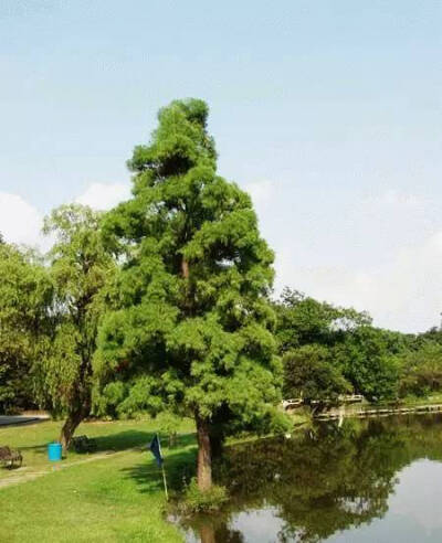  水松（Glyptostrobus pensilis (Staunt.)Koch）
水松属于落叶乔木，高8-18m，罕达25m，胸径可达1.2m，树冠呈圆锥形，树皮呈扭状长条浅裂痕，树干基部膨大，有呼吸根，辨识度很高。枝条稀疏，大枝平展或斜展，小枝…