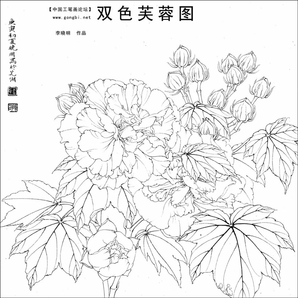 双色芙蓉图