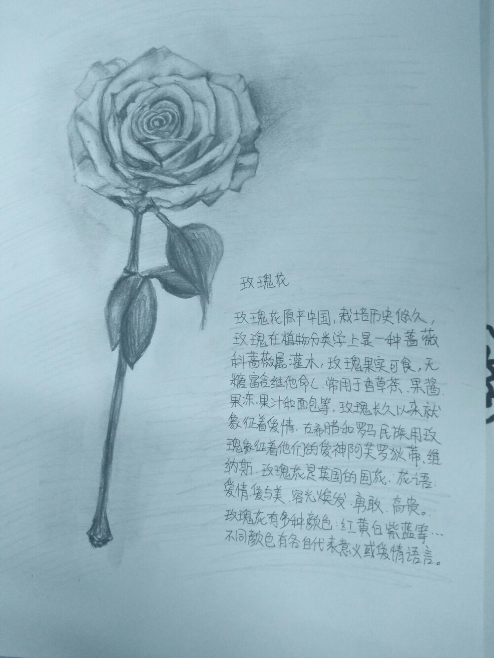 玫瑰花