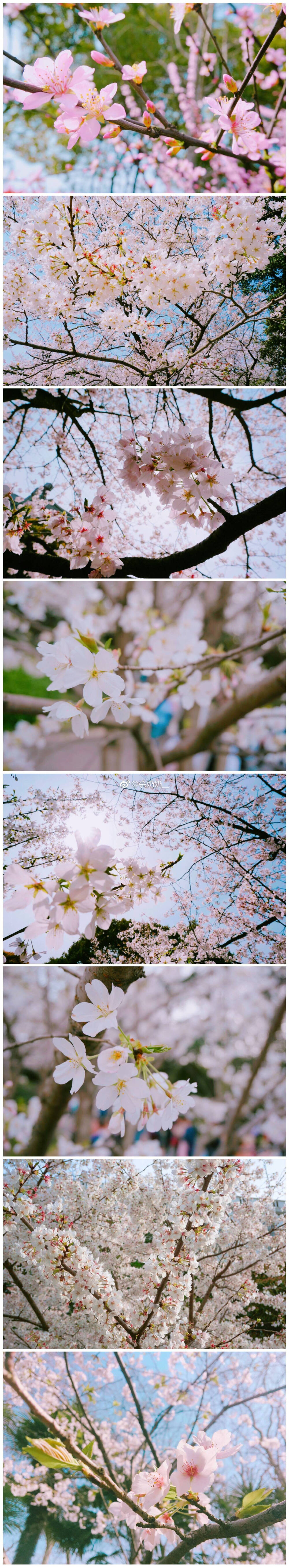 樱花~小院春风木下家，长街短卷插樱花。
十杯清酒千般意，笔墨相期流锦霞。
