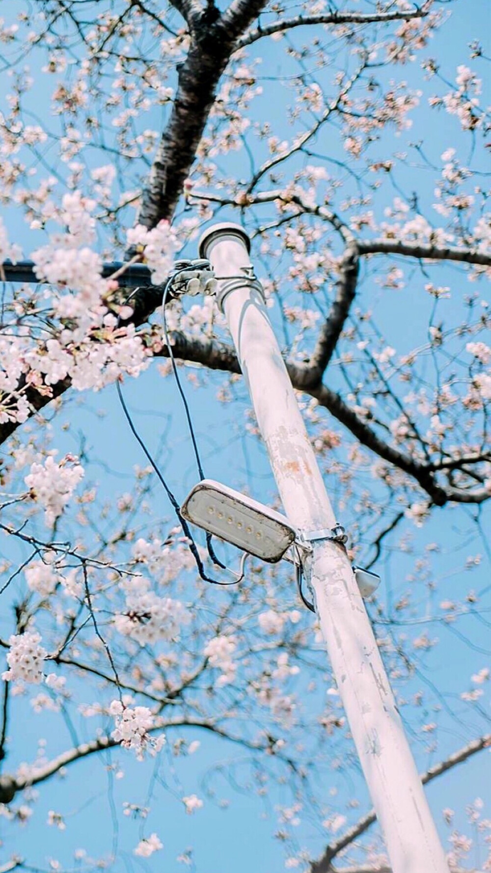 樱花+桃花~摇袖立，春风急，樱花杨柳雨凄凄。
