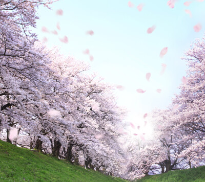 樱花+桃花~摇袖立，春风急，樱花杨柳雨凄凄。
