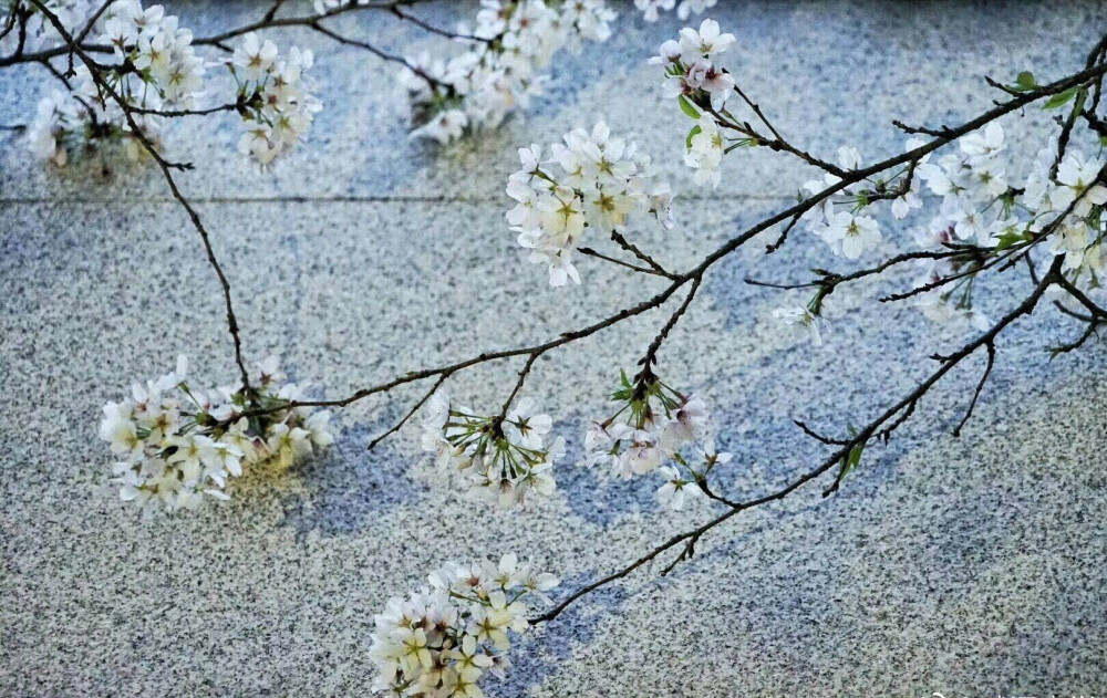 樱花+桃花~摇袖立，春风急，樱花杨柳雨凄凄。
