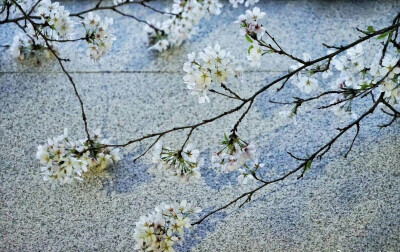 樱花+桃花~摇袖立，春风急，樱花杨柳雨凄凄。
