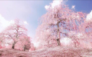 樱花+桃花~摇袖立，春风急，樱花杨柳雨凄凄。
