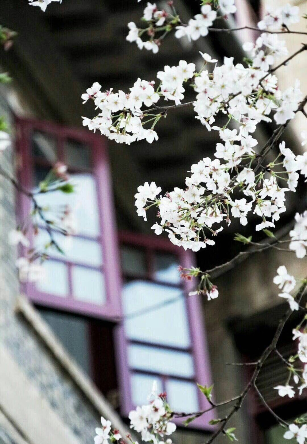 樱花+桃花~摇袖立，春风急，樱花杨柳雨凄凄。
