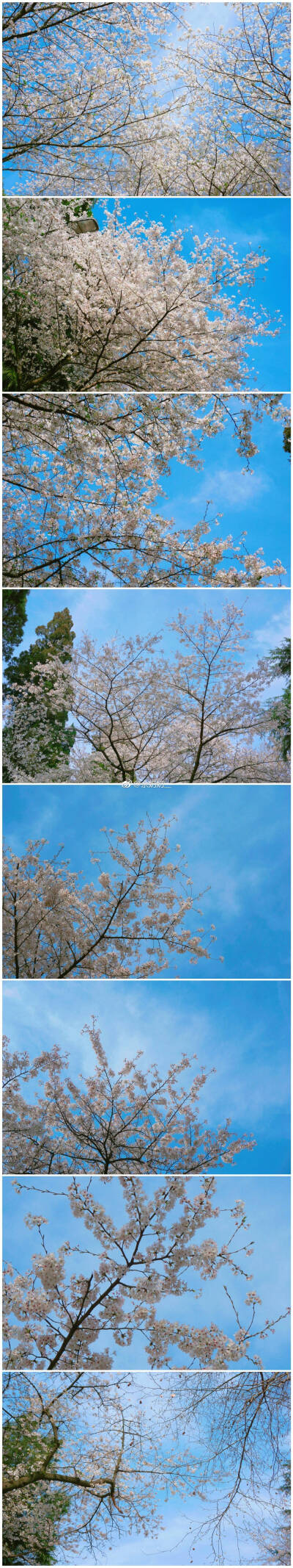 樱花+桃花~樱花红雨零，桑钱榆钱划色青。
昌条脉脉暖烟路，膏壤辉辉寒食汀。
