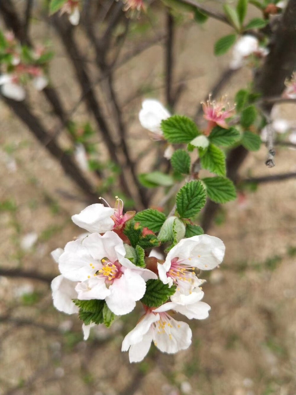 梅花