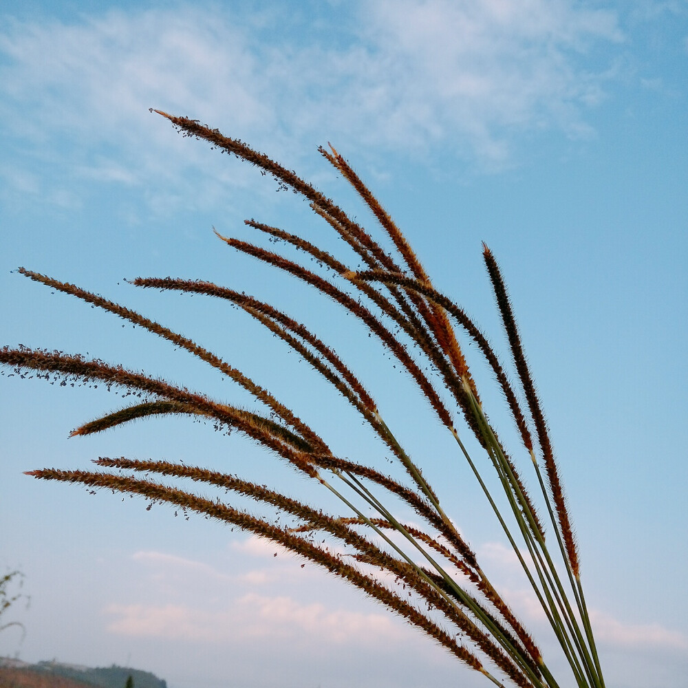 蒹葭苍苍