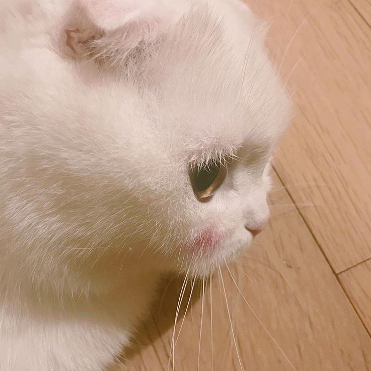 Daisy妤故の猫 小奶猫 可爱 猫星人