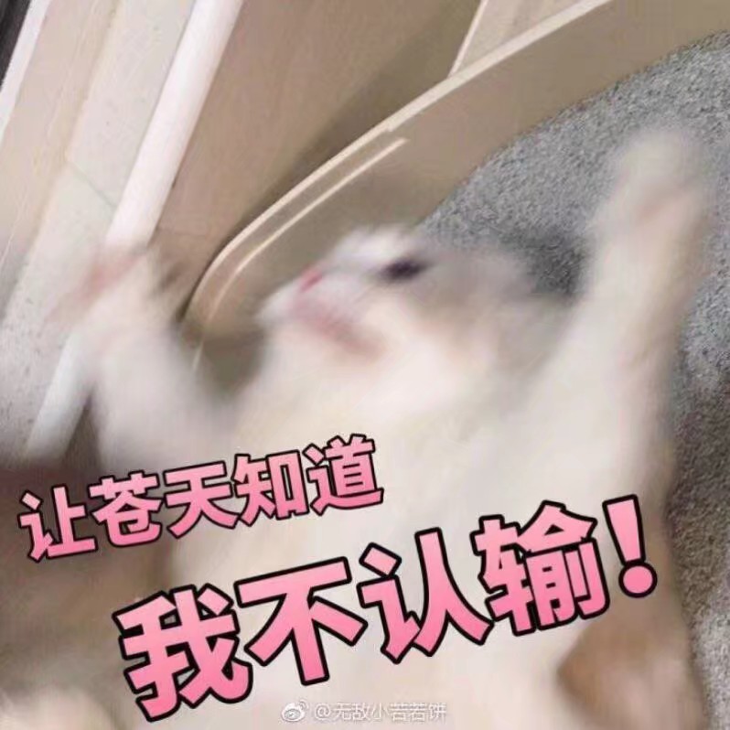 猫咪头像.