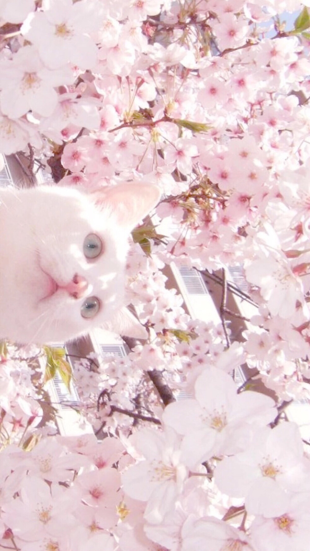 樱花壁纸
