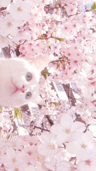 樱花壁纸