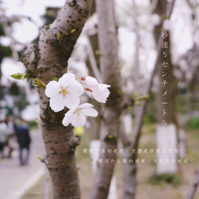 2018.3.23，南京的樱花。
「我要用什么样的速度，才能与你相遇。」
——《秒速五厘米》
