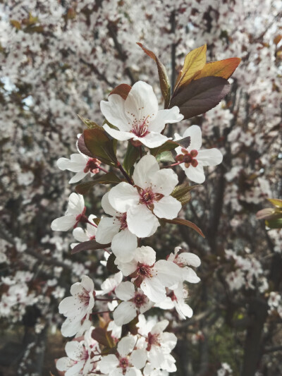 还是校园里的花花