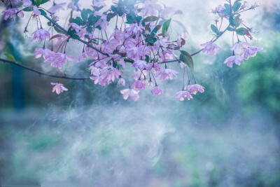 背景，花，唯美，歌单背景