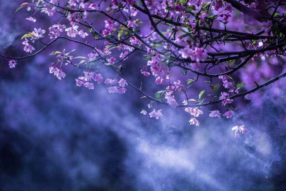 唯美，花，背景