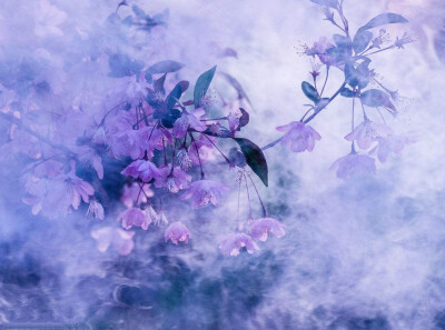 唯美，花，背景